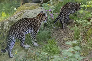 Two Ocelot, Leopardus pardalis