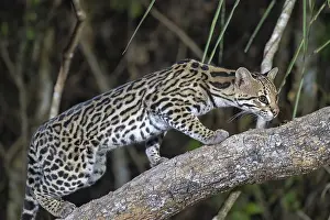 Ocelot (Leopardus pardalis), at night