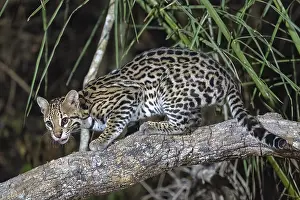 Ocelot (Leopardus pardalis), at night