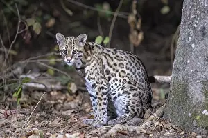 Ocelot (Leopardus pardalis), at night