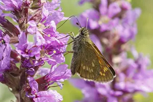 Ochlodes sylvanus (Ochlodes venatus)