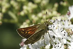 Ochlodes venatus, rust-colored thighead