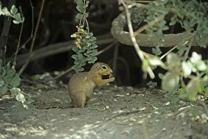 Ochre bush squirrel (Paxerus ochraceus)