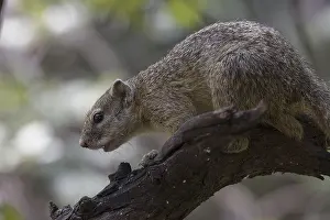 Ochre-footed Bush Squirrel, Ochre-footed Bush Squirrel