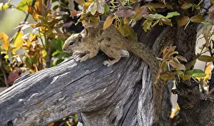 Ochre-footed bush squirrel (Paraxerus cepapi) on a branch