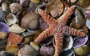 Ochre Starfish and several kinds of mussels / (Pisaster ochraceus)