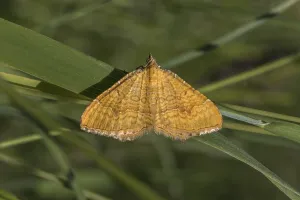 An ochre yellow leaf moth rests on a leaf