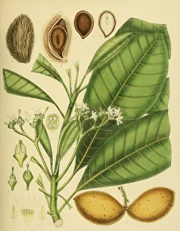 Ochrosia borbonica, native to Southeast Asia