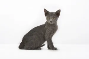 Ocicat kitten with bluish coat
