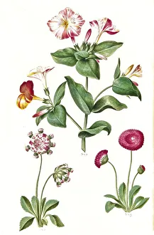 Four o'clock flower (Mirabilis jalapa)