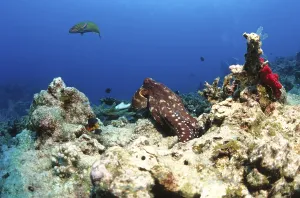 Octopus