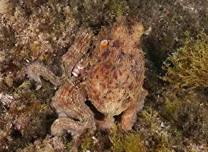 Octopus, Common Octopus (Octopus vulgaris)