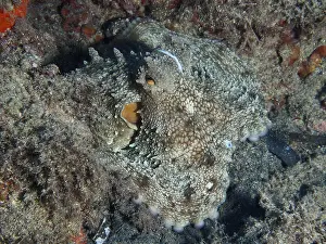Octopus, common octopus (Octopus vulgaris)