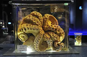 Octopus (Octopus vulgaris), preserved in glass
