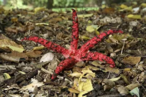 Octopus Stinkhorn (Clathrus archeri) Germany