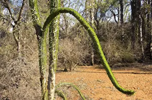 Octopus Tree (Didiera madagascariensis)