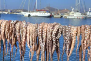 Octopuses, hung out to dry, harbour