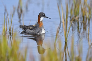 Odinshuehnchen (Phalaropus lobatus)