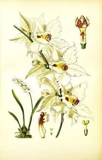 Odontoglossum crispum, curled odontoglossum