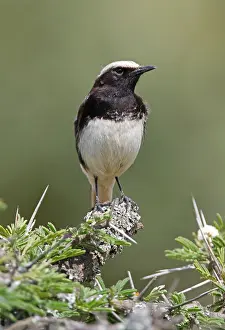 Oenanthe schalowi, Oenanthe lugens schalowi