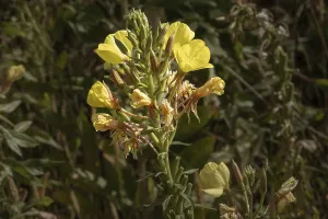 Oenothera biennis, also known as common evening primrose