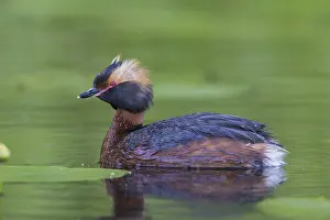 Ohrentaucher (Podiceps auritus) Slavonian Grebe
