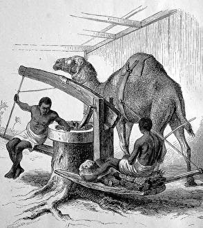 Oil mill, mill with a camel running in a circle and two workers