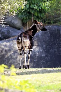 Okapi (Okapia johnstoni), adult