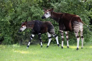 Okapi (Okapia johnstoni), adult