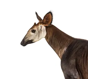 Okapi, Okapia johnstoni, isolated on white