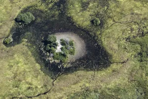 Okawango Delta pan style, tree islands and hippo channels in the reed grass