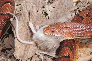 Okeetee corn snake (Elaphe guttata)