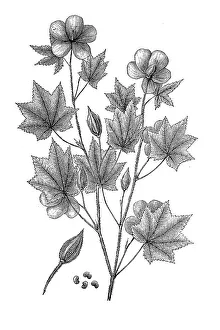Okra, Abelmoschus esculentus, also known as vegetable marshmallow