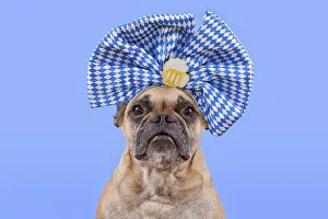 Oktoberfest French Bulldog dog wearing large blue and white ribbon with beer mug on head in front of blue background
