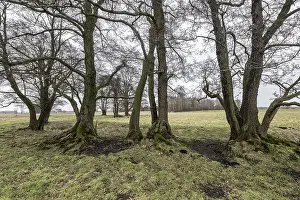 Old alders (Alnus glutinosa) in meadow landscape