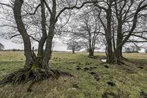 Old alders (Alnus glutinosa) in meadow landscape