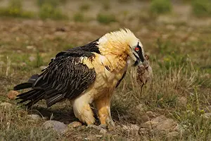 Old bearded vulture (Gypaetus barbatus)