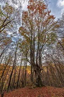Old beech in autumn forest