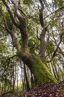 Old beech, DarB peninsula
