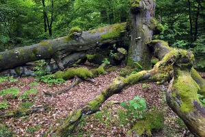 Old beech (Fagus), approx. 400 years old