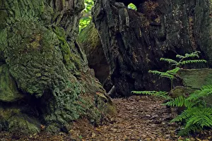 Old beech (Fagus), approx. 600 years old