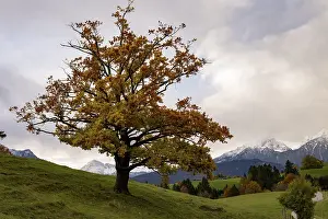 Old beech (Fagus) with autumn leaves on a green meadow with soft morning light and Allgaeu mountains in the background