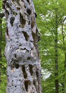 Old beech (Fagus) is often used as a woodpecker tree because of the deadwood
