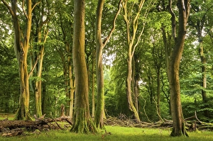 Old beech forest, beech forest with dead wood