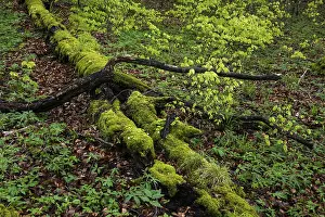 Old beech forest with dead wood in Jasmund National Park on Rugen