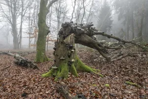 Old beech forest (Fagus sylvatica) in the fog