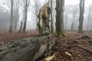 Old beech forest (Fagus sylvatica) in the fog