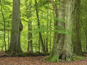Framed Print : Old beech forest near the Ivenacker Eichen Framed Print : Old beech forest near the Ivenacker Eichen