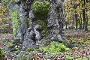 Old beech in the Hutewald Halloh near Alberthausen