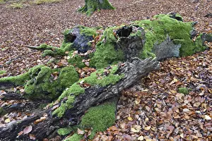 Old beech in the Hutewald Halloh near Alberthausen
